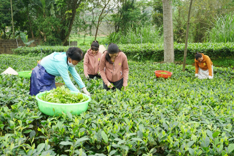 Mô hình trồng chè tại huyện Đại Từ, tỉnh Thái Nguyên. Ảnh: ITN 